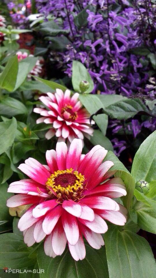 Talleres florales